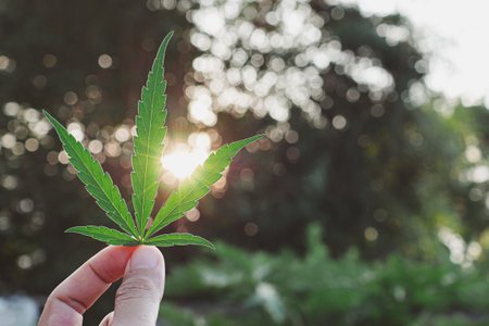 Hand of holding cannabis leaf with sunset background. The texture of marijuana leaves. Close-up...
