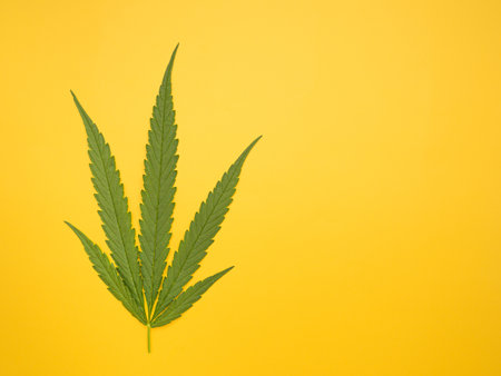 Top view of green cannabis leaves isolated on yellow background. Alternative medicine. Growing organic cannabis herb on the farm. Marijuana plantation for medical concept.の写真素材