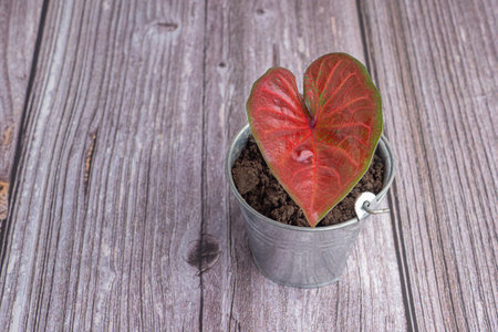 Beautiful red caladium plant in mini potted placed on wooden background. Space for text. Close-up photo. Nature and relaxation concept.の写真素材