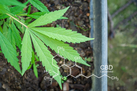Cannabis plants growing at the outdoor farm. Photo with the formula CBD (Cannabidiol). Close-up. Concept of cannabis plantation for medical and business.の写真素材
