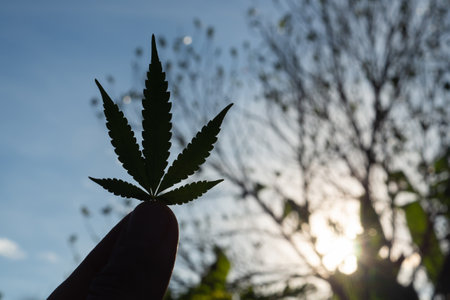Hand of holding cannabis leaf with the sky background. Silhouette photo with copy space for text. Concept of cannabis plantation for medical.の写真素材