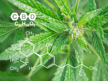 Cannabis plants growing at the outdoor farm. Photo with the formula CBD (Cannabidiol). Close-up. Concept of cannabis plantation for medical and businessの写真素材