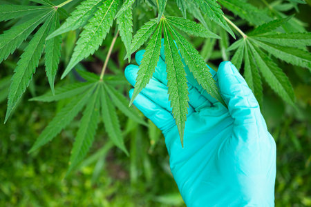 Marijuana plant with water drop on green leaves. Close-up of hand check cannabis plant in the morning on the farm outdoor. Marijuana plantation for medical and business conceptの写真素材