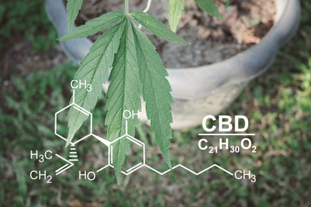 Cannabis plants growing at the outdoor farm. Photo with the formula CBD (Cannabidiol). Close-up. Concept of cannabis plantation for medical and businessの写真素材