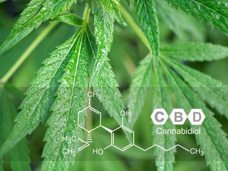 Cannabis plants growing at the outdoor farm. Photo with the formula CBD (Cannabidiol). Close-up. Concept of cannabis plantation for medical and businessの写真素材