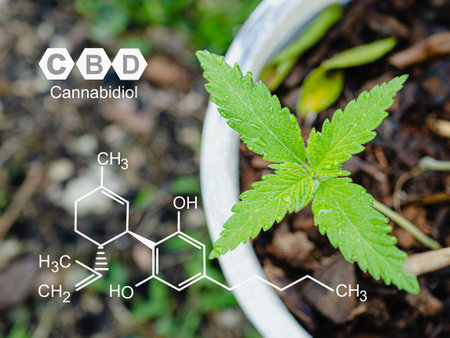 Cannabis plants growing at the outdoor farm. Photo with the formula CBD (Cannabidiol). Top view. Close-up. Concept of cannabis plantation for medical and businessの写真素材