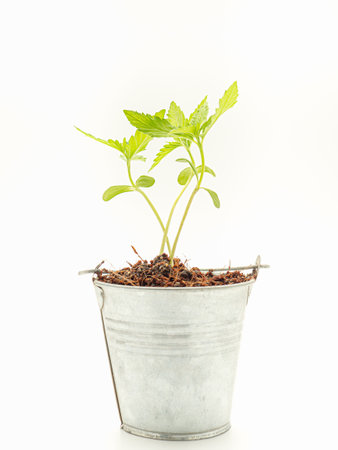 Cannabis seedling in a potted against a white background. Texture marijuana leaves. Close-up photo. Concept of cannabis plantation for medical and businessの写真素材