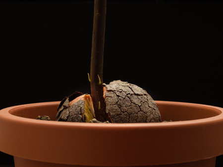 Macro shot of sprouted avocado seed planted in a potted against a black background in the studioの写真素材