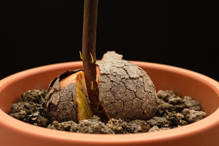Macro shot of sprouted avocado seed planted in a potted against a black background in the studio