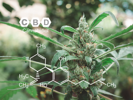 Close-up of cannabis buds flower. Marijuana plants grow at the outdoor farm. Photo with the formula...