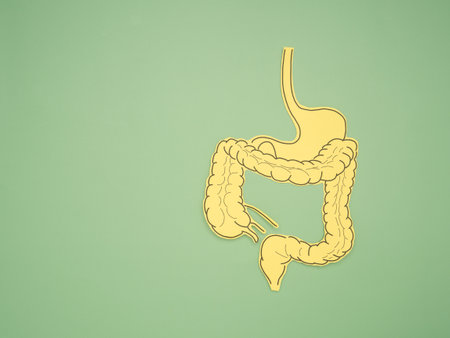 A large intestine shape made from paper on a green background. Treatment and prevention of constipation and diarrhea. Intestinal microflora and probiotics. Top view. Space for text. Healthcare conceptの写真素材