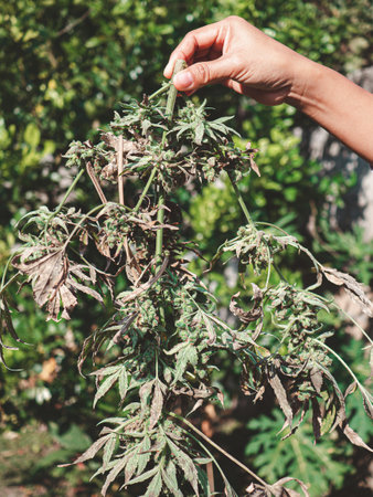 Hand holding a cut cannabis plant in the garden. Marijuana drying commercial. Cultivation, medical, recreational, and businessの写真素材
