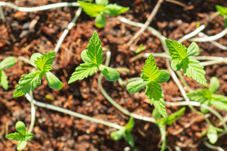 Close-up of cannabis sapling plant in a potted. Close-up photo. Concept of marijuana plantation for medical and businessの写真素材