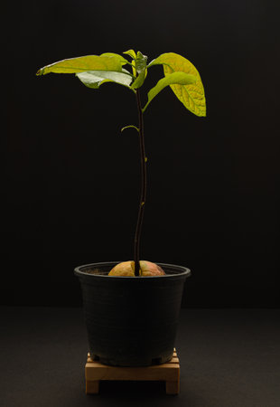 Avocado plant in a pot on a black background. Close-up photo. Healthy fruit conceptの写真素材