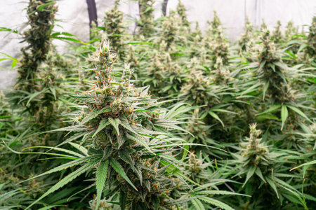 Legal cannabis plants. Mature cannabis plants are ready for harvest in a greenhouse. Cannabis growing for Legal recreational useの写真素材