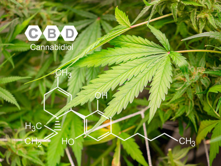 Close-up of cannabis plants. Organic cannabis herb on the farm. Image with the formula CBD (Cannabidiol). Texture marijuana leaves. Medical and business conceptの写真素材