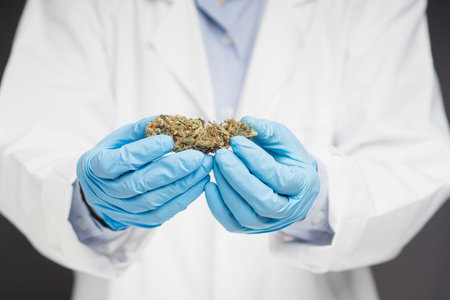 Close-up of laboratory researcher holding dry cannabis buds flowers while standing on a gray background. âConcept of marijuana plantation for medical and businessの写真素材