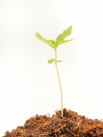 A pile of soil with cannabis seedling growth over on a white background. Close-up. Concept of cannabis plantation for medical and businessの写真素材