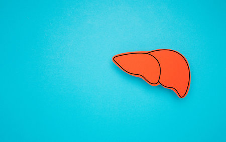 Liver shape symbol made of red paper over a light blue background. Space for text. Top view. Healthcare and medical conceptの写真素材