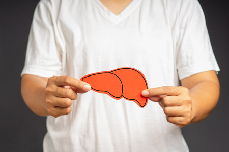 Close-up of hands holding a red liver shape symbol on a gray background. Medical and healthcare...