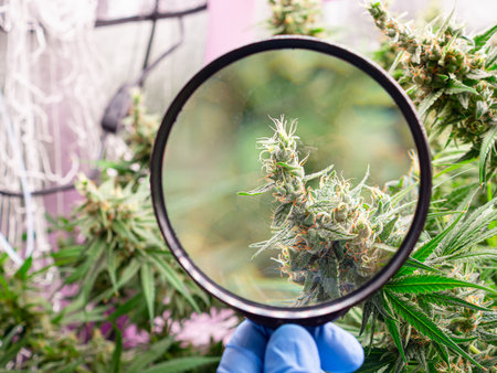 Legal cannabis plants. Mature cannabis plants are ready for harvest in a greenhouse. Cannabis growing for Legal recreational useの写真素材