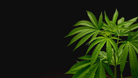 Cannabis plant against a black background. Texture marijuana leaves. Close-up photo. Concept of cannabis plantation for medical and businessの写真素材