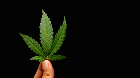 Close-up of hand holding cannabis leaf with a black background. Textured marijuana leaves. Space for...