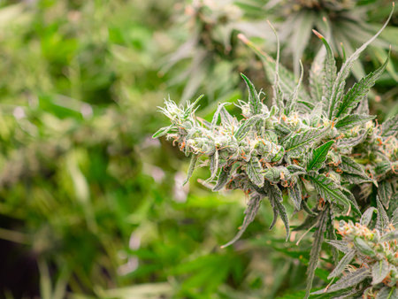 Mature cannabis plants are ready for harvest in a greenhouse. Indoor medical marijuana. Legal cannabis plants. Concept of cannabis plantation for medical and businessの写真素材