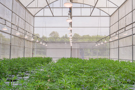 Commercial cannabis business. Large outdoor marijuana commercial growing operation in the greenhouse. Legal cannabis plants. Concept of cannabis plantation for medical and businessの写真素材
