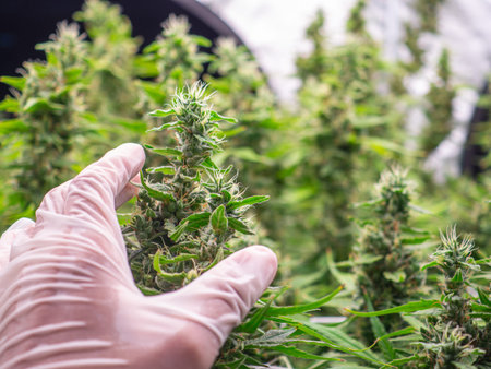 Mature cannabis plants are ready for harvest in a greenhouse. Indoor medical marijuana. Legal cannabis plants. Concept of cannabis plantation for medical and business. Close-up photoの写真素材