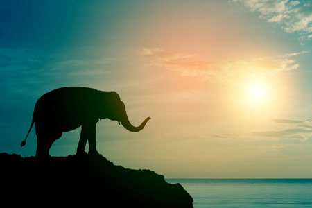 Elephant silhouette at sea (sunset time)の写真素材