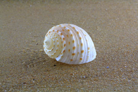 sea shell on the sandの写真素材