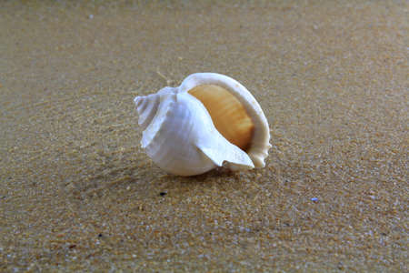 sea shell on the sandの写真素材