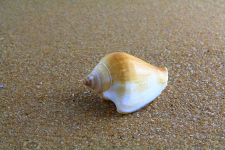 sea shell on the sandの写真素材