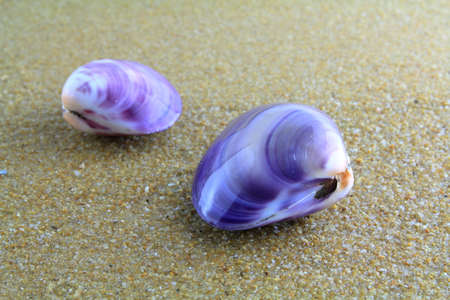 sea shell on the sandの写真素材
