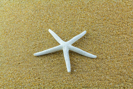 star fish on the sandの写真素材