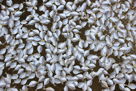 Drying  fish on wooden frame thin netの写真素材