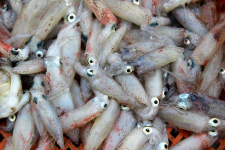 Drying  squid on wooden frame thin netの写真素材