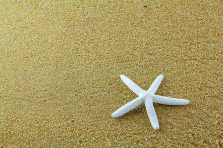 star fish on the sandの写真素材