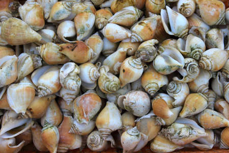 Sea shell on the sand