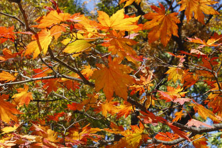 Autumn leaves
