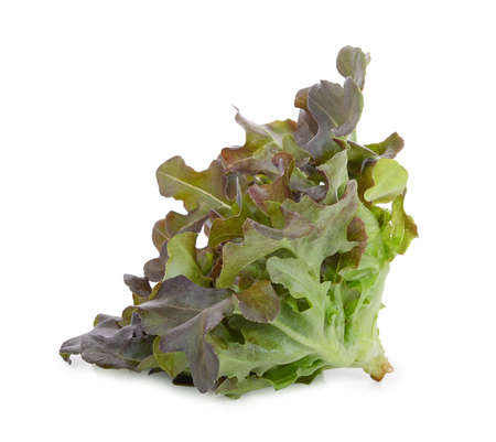 Red oak lettuce isolated on whiteの写真素材