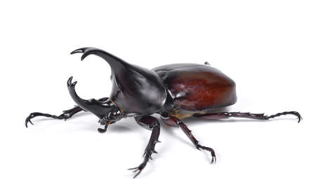 Male Rhinoceros beetle, Hercules beetle, Unicorn beetle, Horn beetle isolated on whiteの写真素材