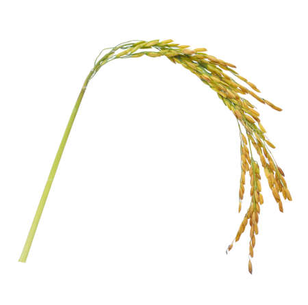 Ears of Thai Jasmine rice isolated on white backgroundの写真素材