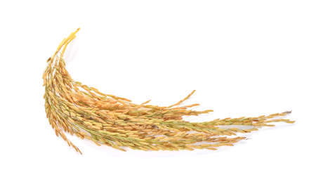 ears of Thai jasmine rice isolated on white backgroundの写真素材