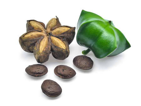 Plukenetia volubilis, sacha inchi, sacha peanut isolated on white background.の写真素材