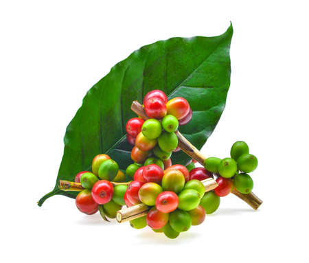 coffee grains and leaves isolated on white backgroundの写真素材