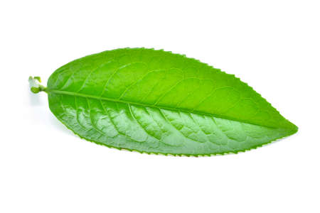Green tea leaf isolated on white backgroundの写真素材