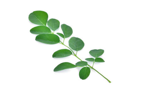 Moringa leaves isolate on white backgroundの写真素材
