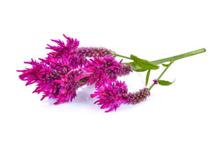 Wool flower,Celosia Argentea L. var cristata (L.) Kuntze isolated on white backgroundの写真素材